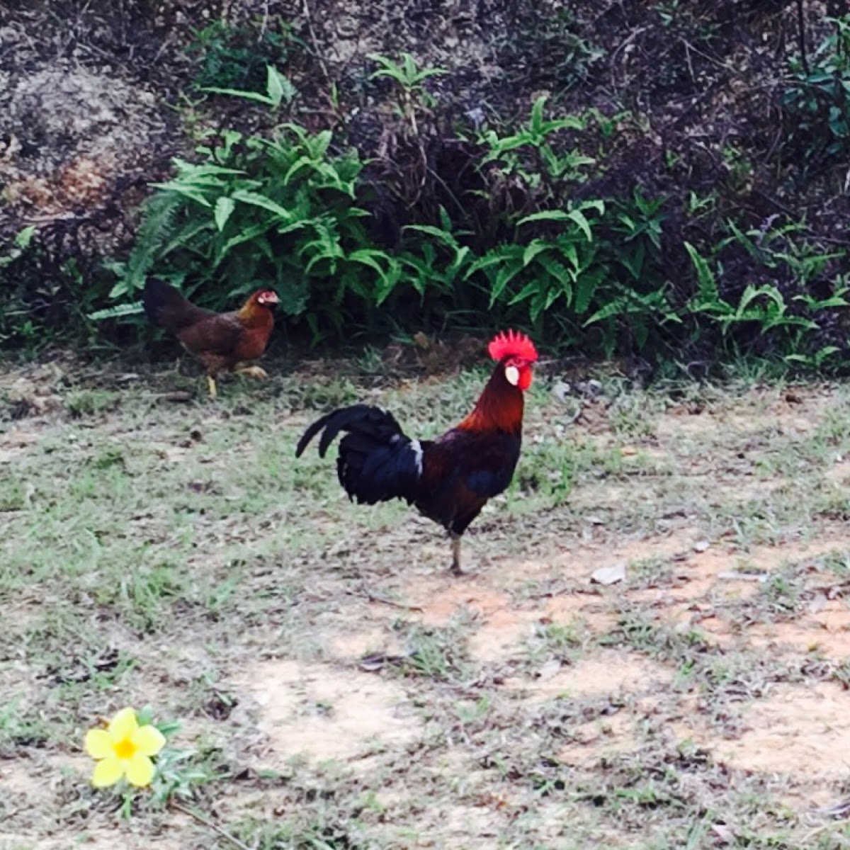 Detail Foto Ayam Hutan Nomer 23