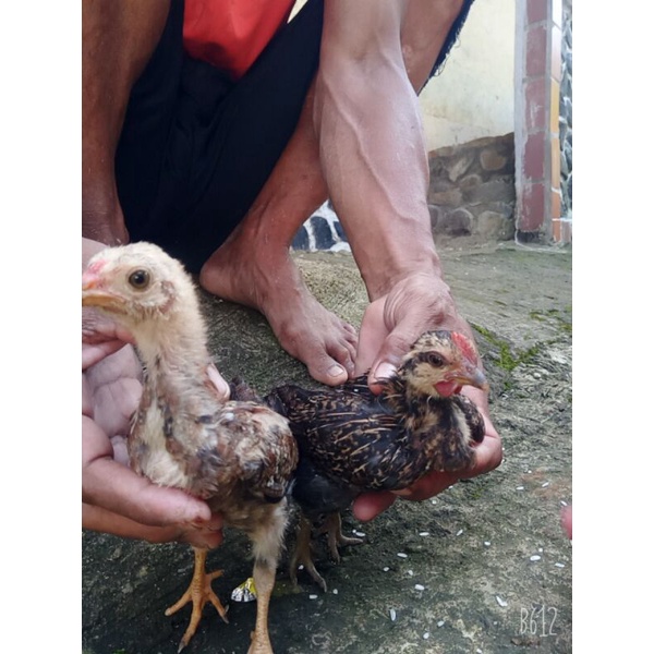 Detail Foto Ayam Hutan Nomer 40