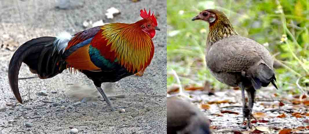 Detail Foto Ayam Hutan Nomer 44