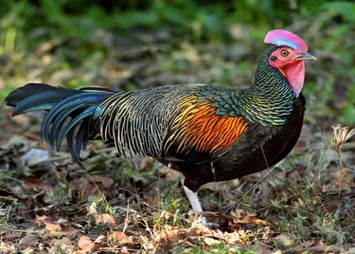 Detail Foto Ayam Hutan Asli Nomer 15