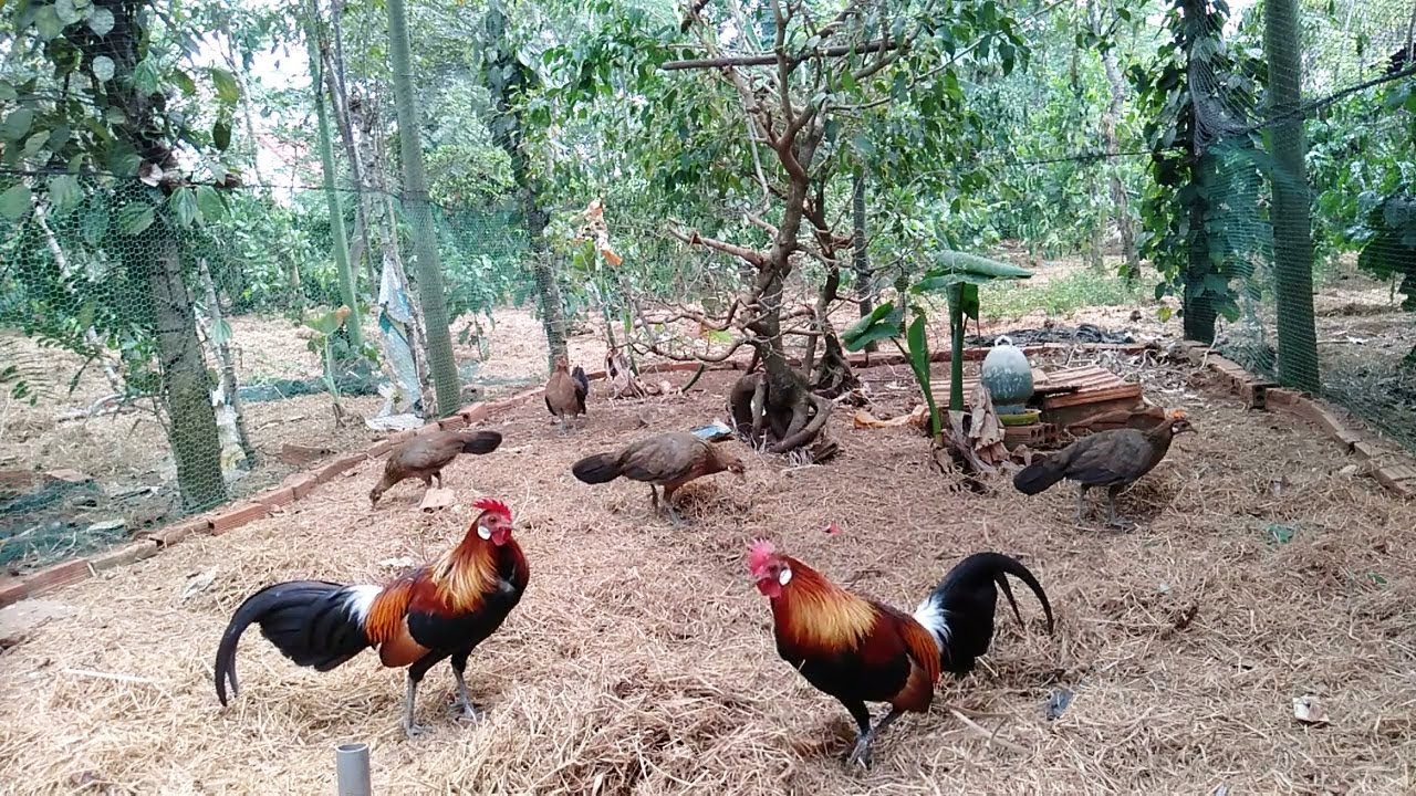 Detail Foto Ayam Hutan Asli Nomer 28