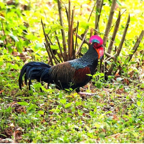 Detail Foto Ayam Hutan Asli Nomer 47