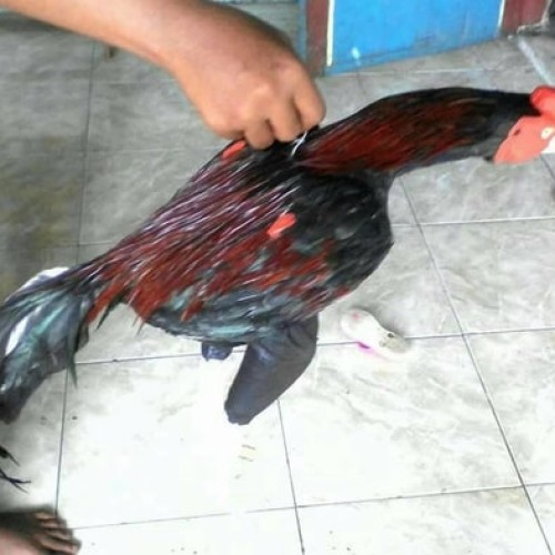 Detail Foto Ayam Jago Nomer 13