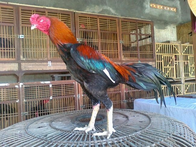 Detail Foto Ayam Jago Nomer 22