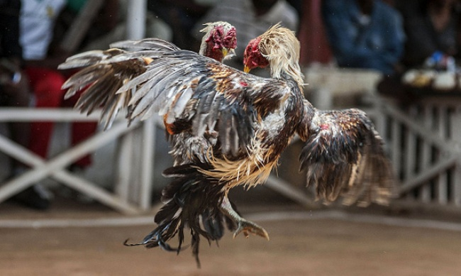 Detail Foto Ayam Jago Nomer 30