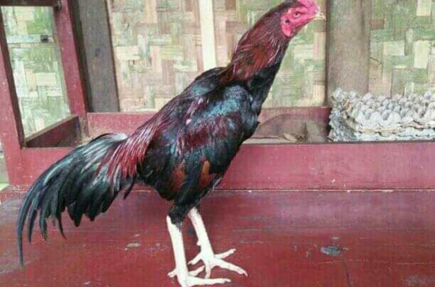 Detail Foto Ayam Jago Nomer 41