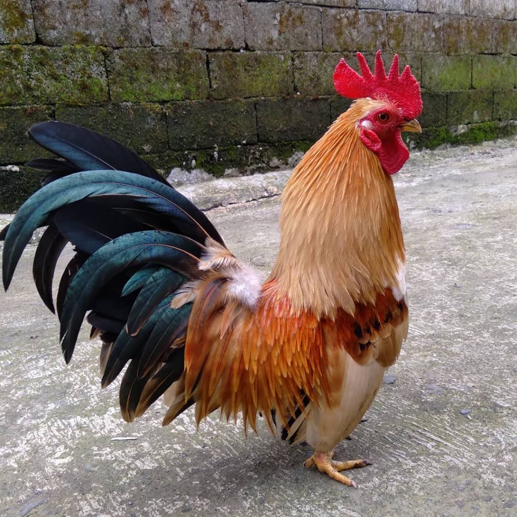 Foto Ayam Kate - KibrisPDR