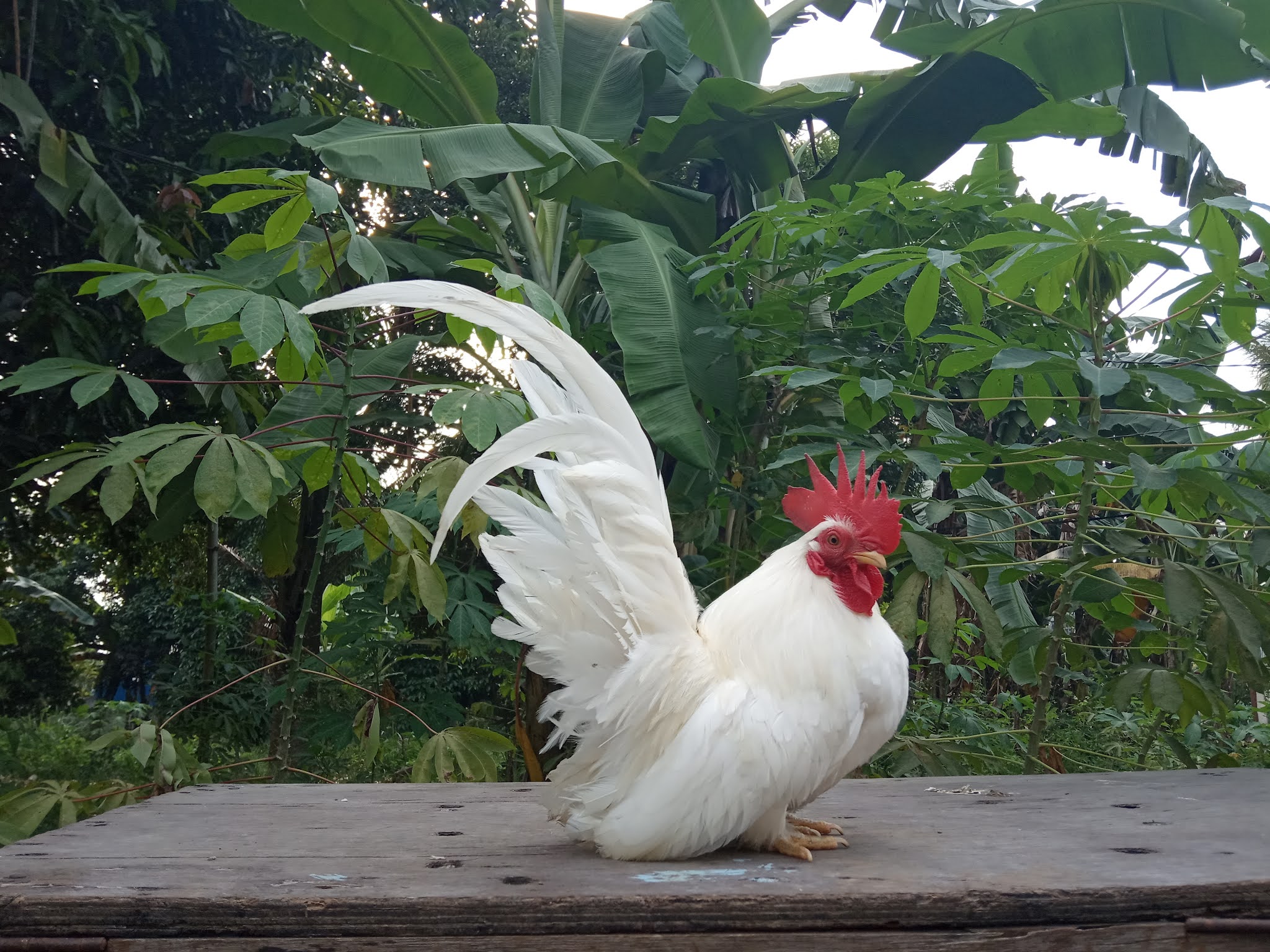 Detail Foto Ayam Kate Nomer 9