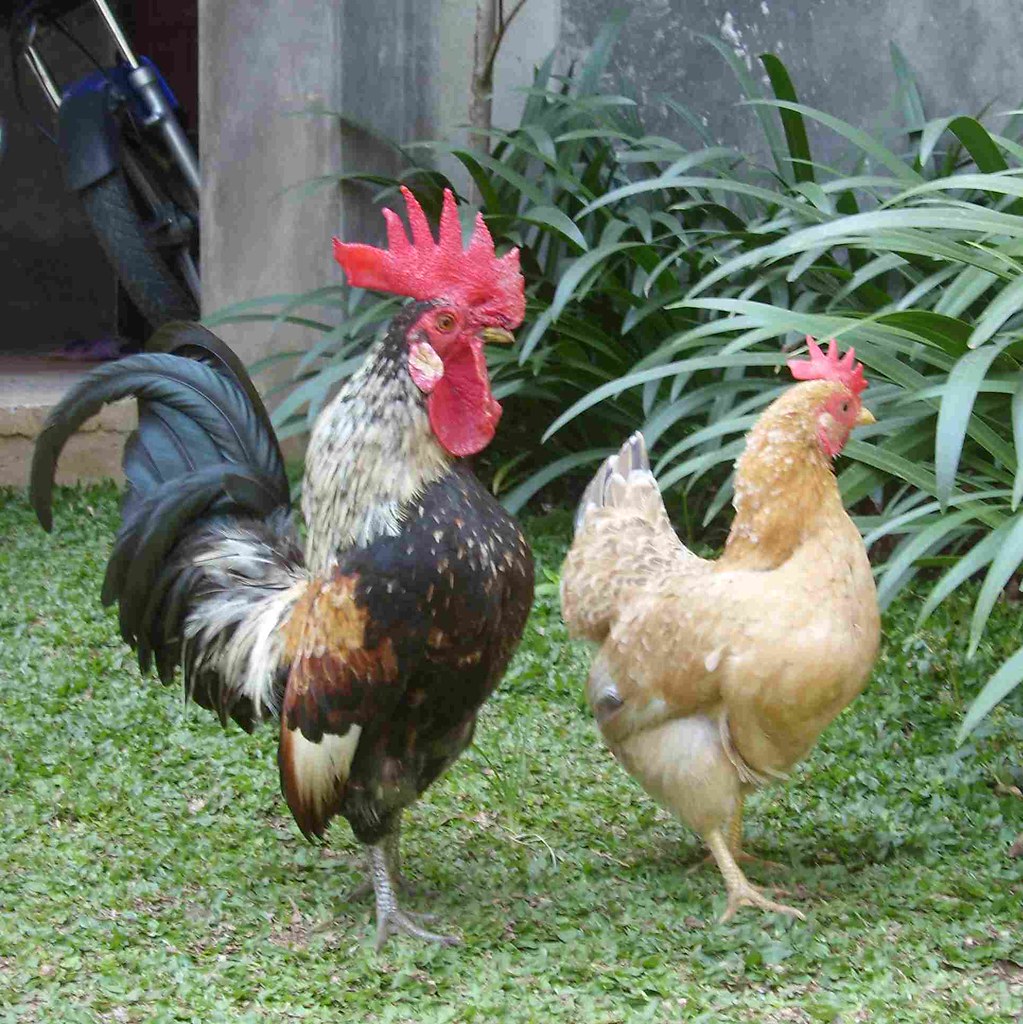 Detail Foto Ayam Kate Nomer 36