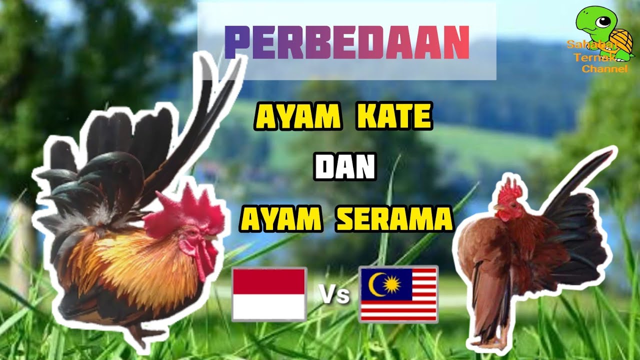 Detail Foto Ayam Kate Nomer 39