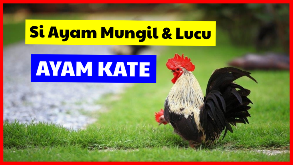 Detail Foto Ayam Kate Nomer 43