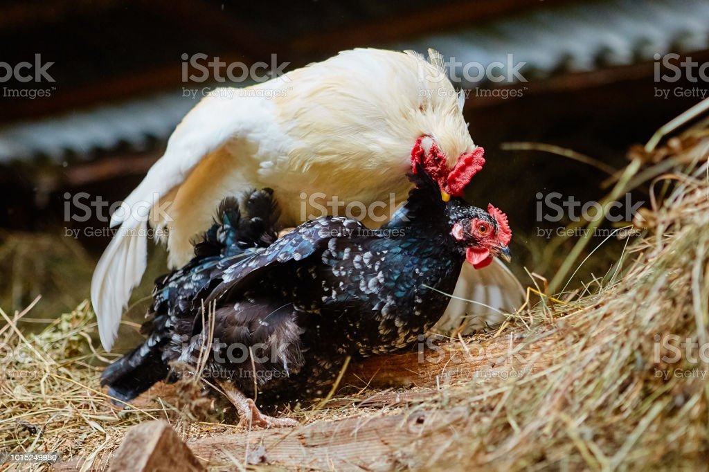 Detail Foto Ayam Kawin Nomer 10