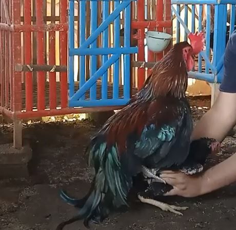 Detail Foto Ayam Kawin Nomer 42