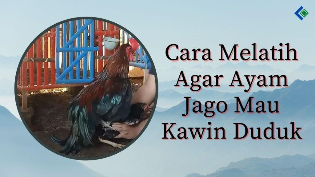 Detail Foto Ayam Kawin Nomer 50