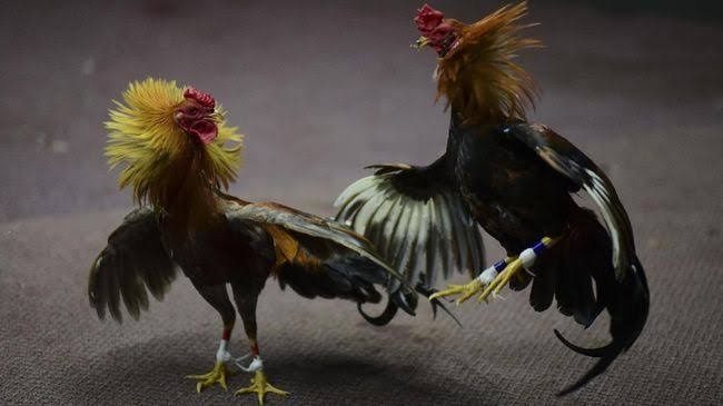 Detail Foto Ayam Keren Nomer 21