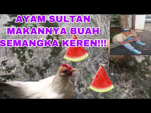 Detail Foto Ayam Keren Nomer 34