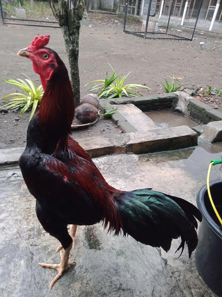 Foto Ayam Pama - KibrisPDR