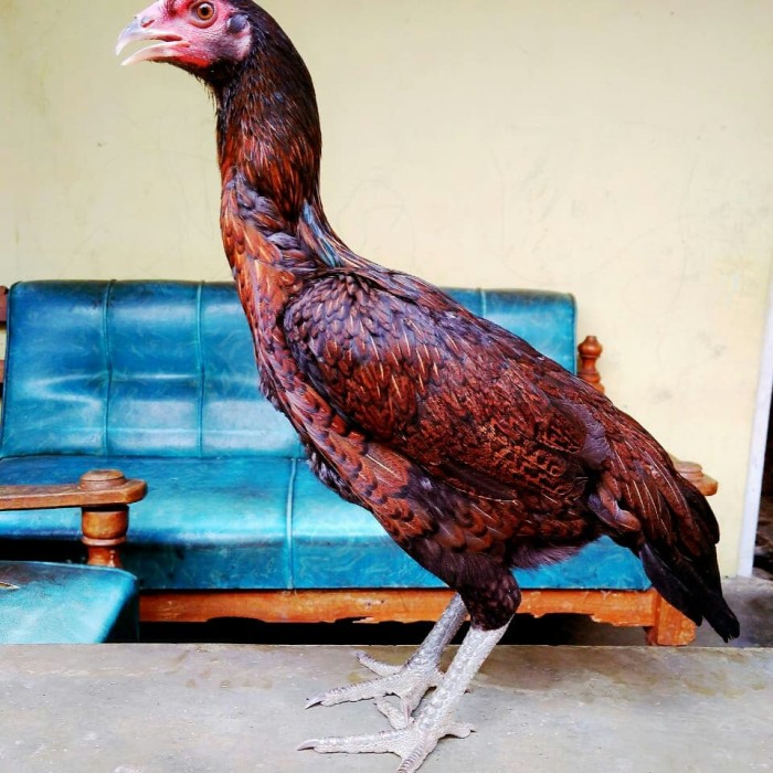 Detail Foto Ayam Pama Nomer 12