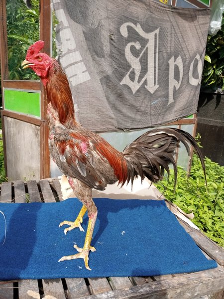 Detail Foto Ayam Pama Nomer 17