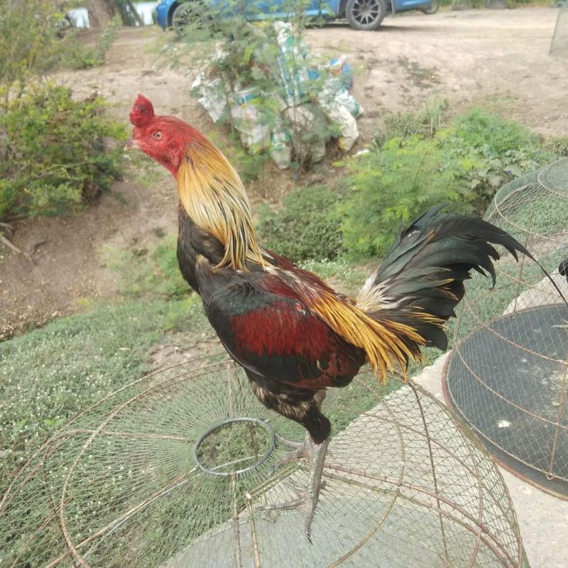 Detail Foto Ayam Pama Nomer 19