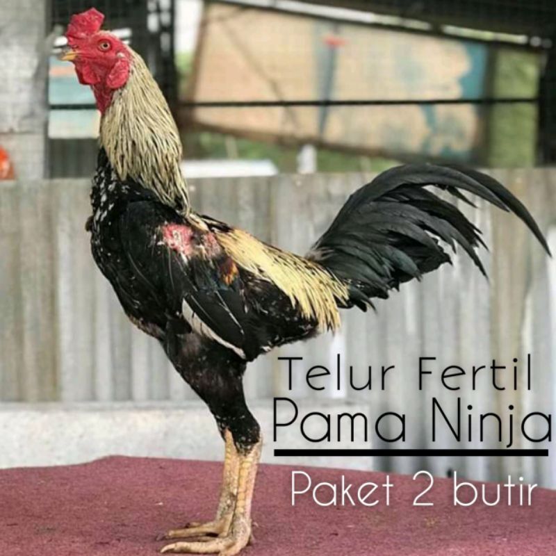 Detail Foto Ayam Pama Nomer 21