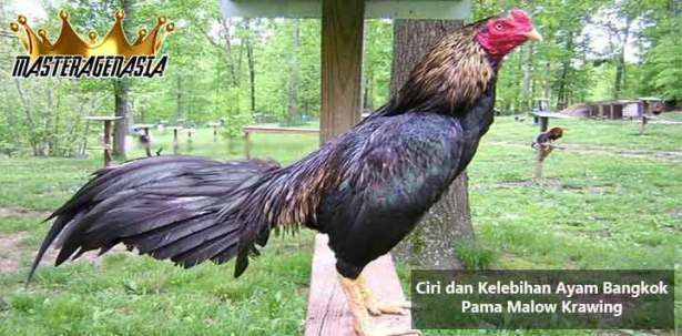 Detail Foto Ayam Pama Nomer 4