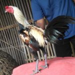 Detail Foto Ayam Pama Nomer 31