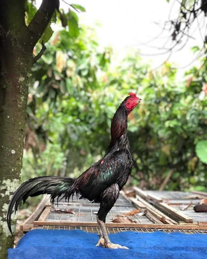 Detail Foto Ayam Pama Nomer 38