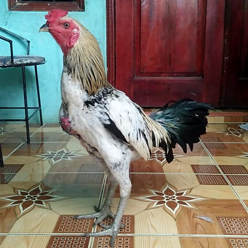 Detail Foto Ayam Pama Nomer 48