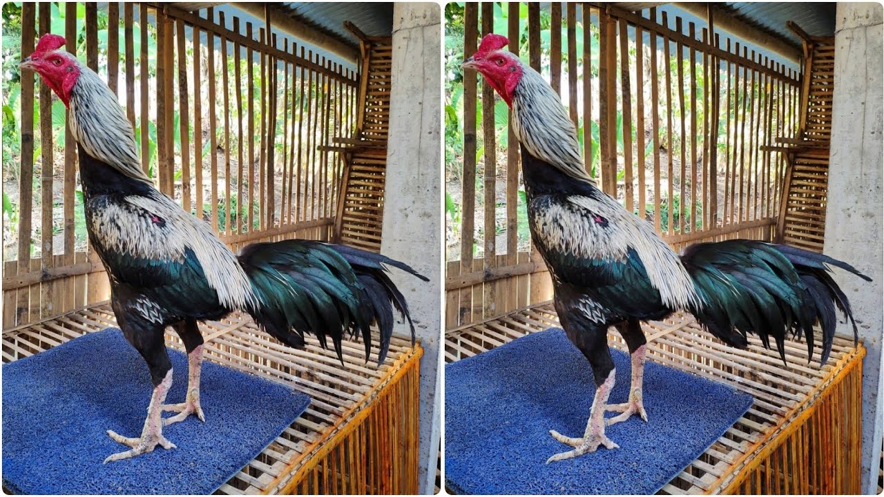 Detail Foto Ayam Pama Nomer 10