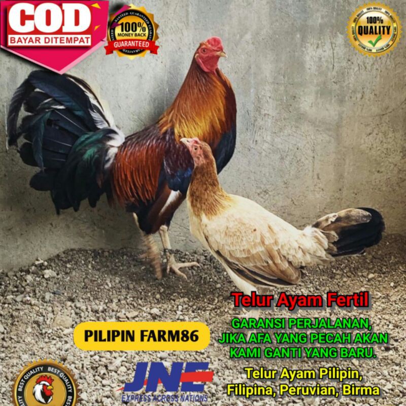 Detail Foto Ayam Pelipin Nomer 20