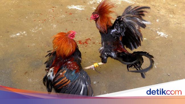 Detail Foto Ayam Pelipin Nomer 25