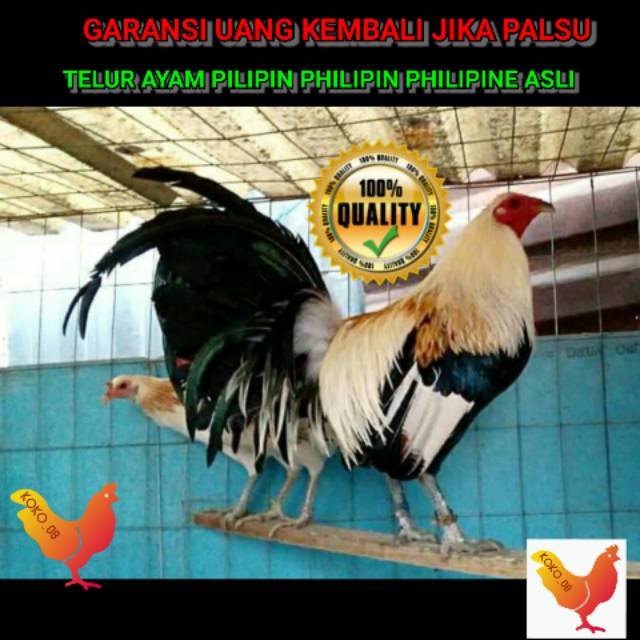 Detail Foto Ayam Pelipin Nomer 5