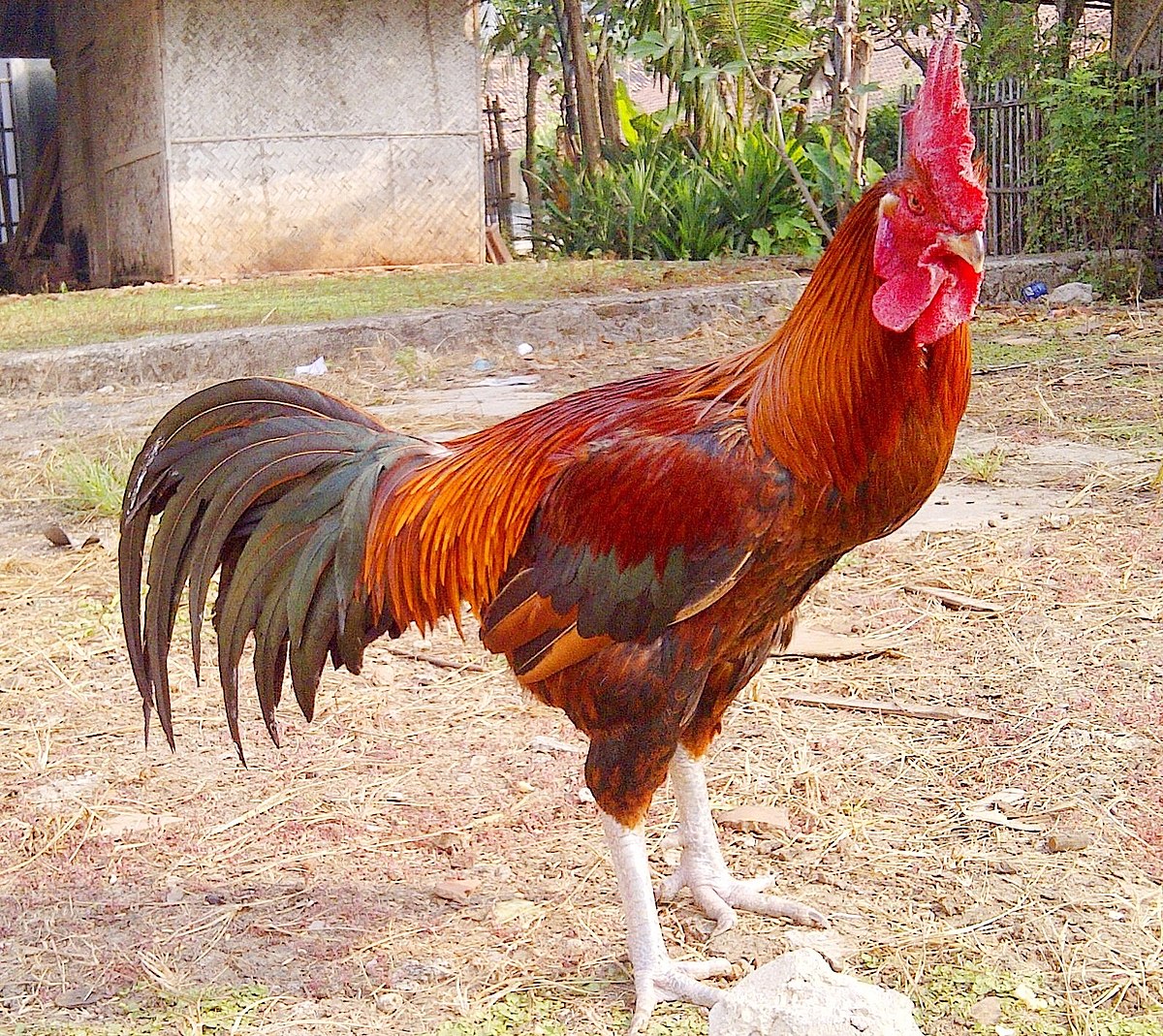 Foto Ayam Pelung - KibrisPDR