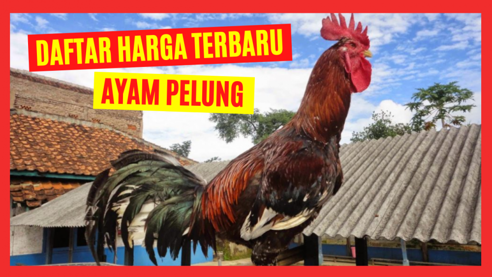 Detail Foto Ayam Pelung Nomer 12