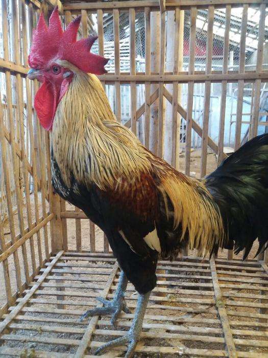 Detail Foto Ayam Pelung Nomer 14