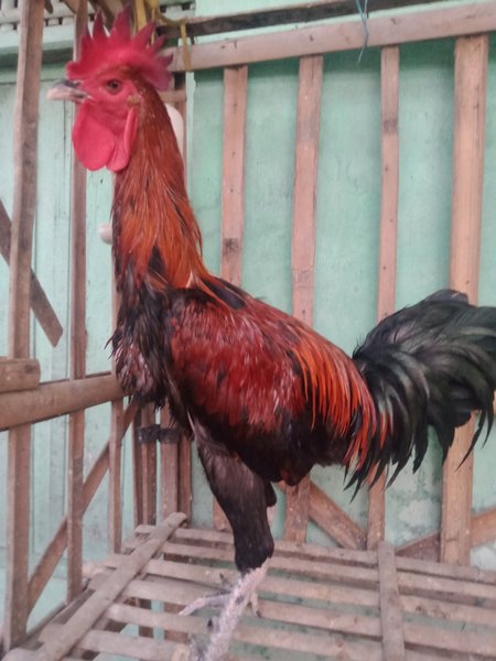 Detail Foto Ayam Pelung Nomer 3