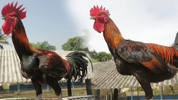 Detail Foto Ayam Pelung Nomer 17