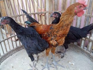 Detail Foto Ayam Pelung Nomer 22