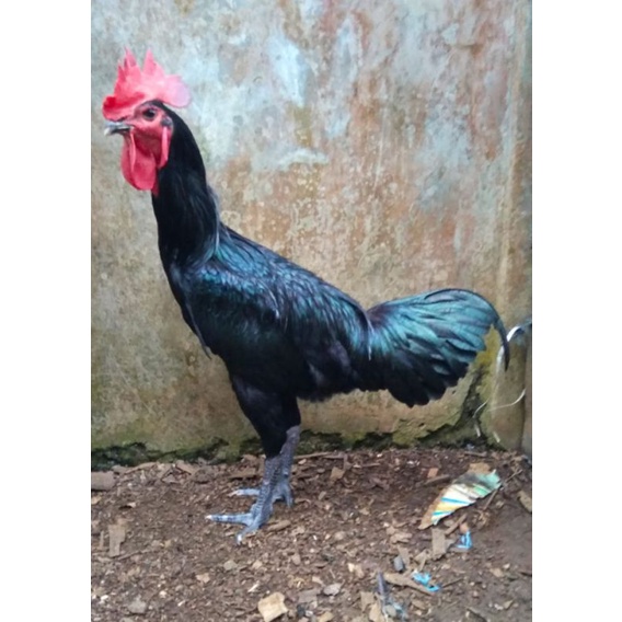 Detail Foto Ayam Pelung Nomer 27