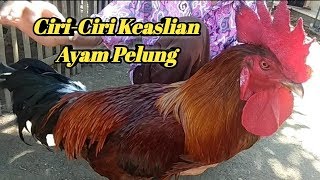 Detail Foto Ayam Pelung Nomer 32