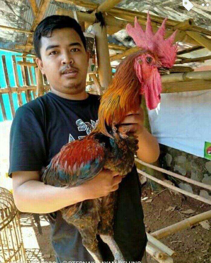 Detail Foto Ayam Pelung Nomer 5