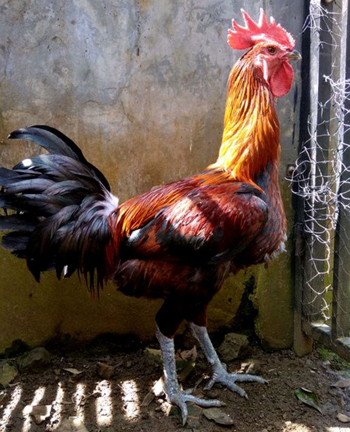 Detail Foto Ayam Pelung Nomer 7