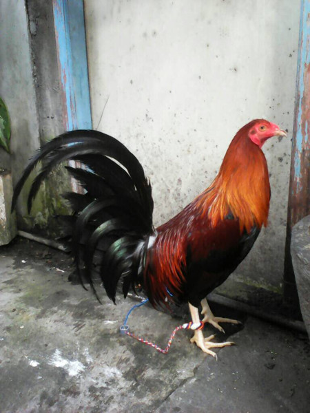 Detail Foto Ayam Philipin Nomer 9