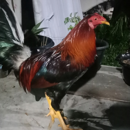 Detail Foto Ayam Philipin Nomer 12