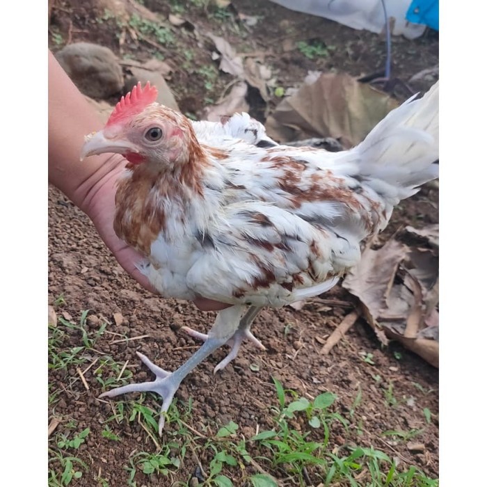 Detail Foto Ayam Philipin Nomer 19