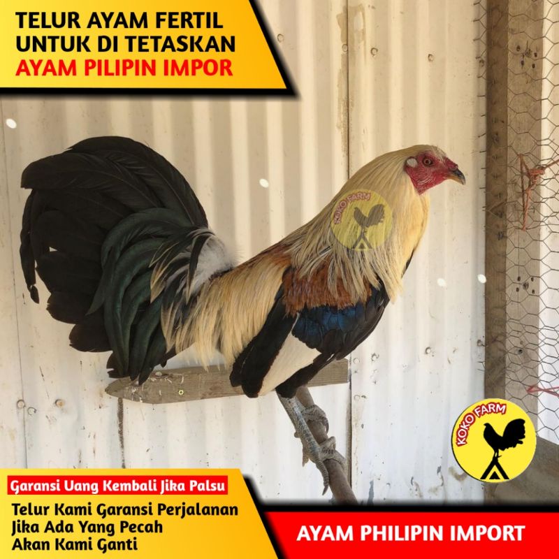 Detail Foto Ayam Philipin Nomer 27