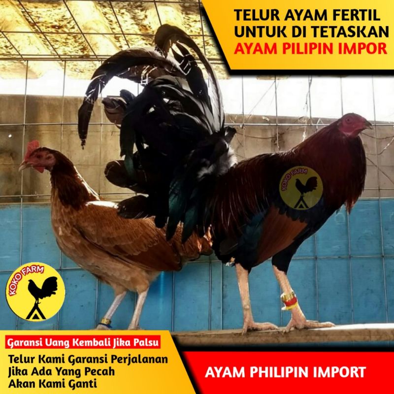 Detail Foto Ayam Pilipin Asli Nomer 17