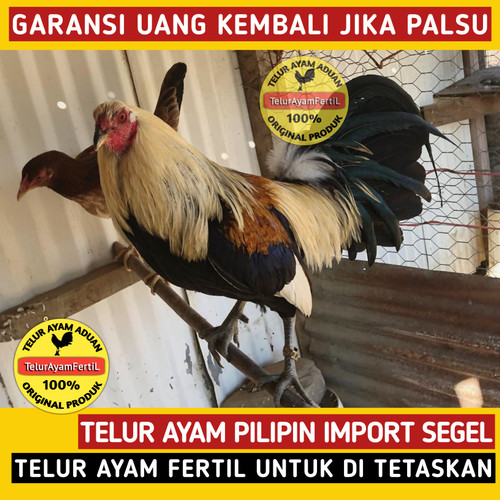 Detail Foto Ayam Pilipin Asli Nomer 20