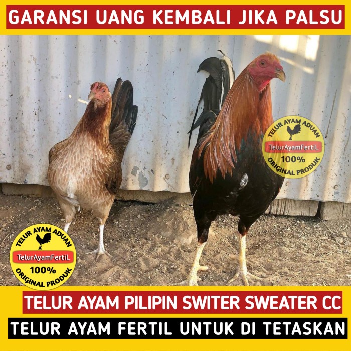 Detail Foto Ayam Pilipin Asli Nomer 21